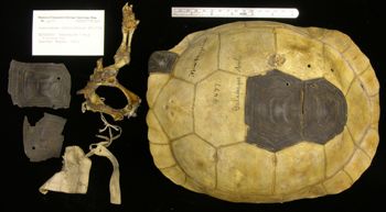 Media type: image; Herpetology R-4477